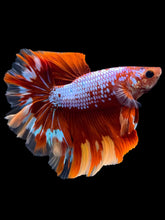 Load image into Gallery viewer, Male Rosetail - Galaxy #1782 - Live Betta Fish
