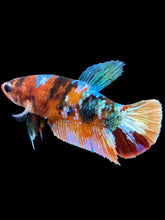 Load image into Gallery viewer, Female Halfmoon Plakat - Multicolor #1784 - Live Betta Fish
