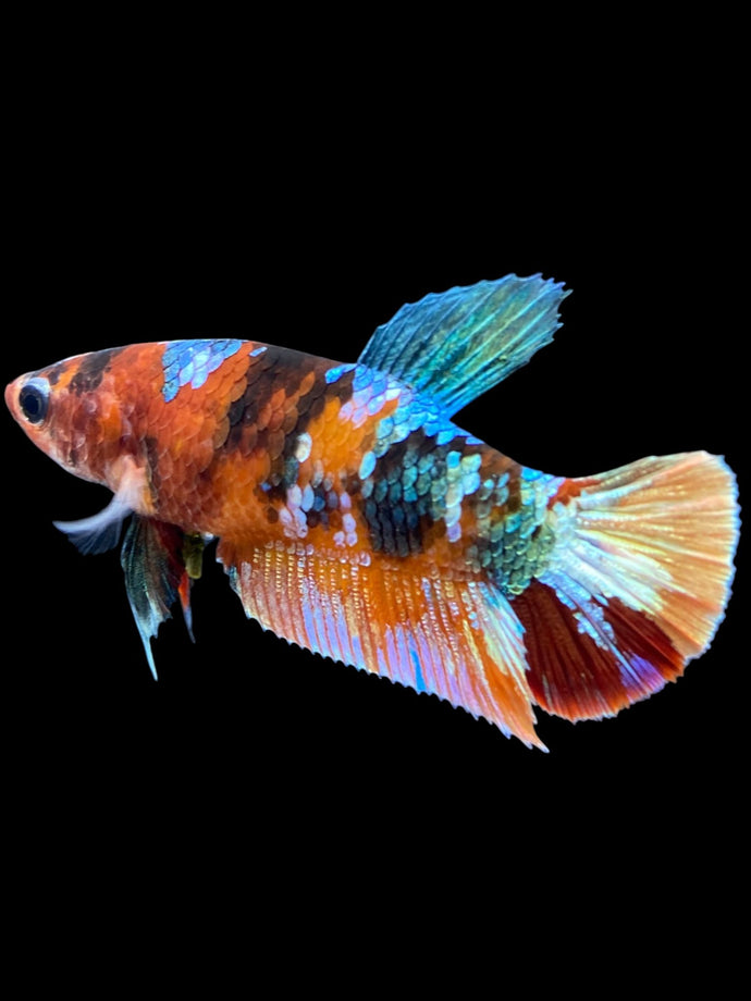 Female Halfmoon Plakat - Multicolor #1784 - Live Betta Fish