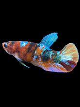 Load image into Gallery viewer, Female Halfmoon Plakat - Multicolor #1784 - Live Betta Fish
