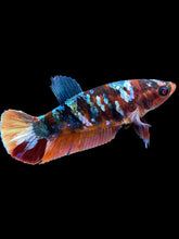 Load image into Gallery viewer, Female Halfmoon Plakat - Multicolor #1784 - Live Betta Fish
