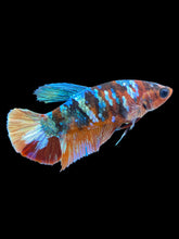Load image into Gallery viewer, Female Halfmoon Plakat - Multicolor #1784 - Live Betta Fish
