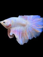 Load image into Gallery viewer, Male Rosetail - Pastel Pink #1784 - Live Betta Fish
