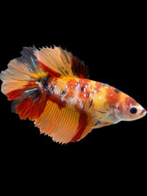 Load image into Gallery viewer, TOP GRADE Female Halfmoon - Galaxy #1785 - Live Betta Fish
