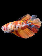 Load image into Gallery viewer, TOP GRADE Female Halfmoon - Galaxy #1785 - Live Betta Fish
