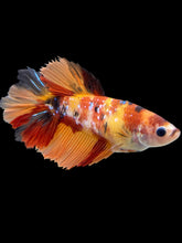 Load image into Gallery viewer, TOP GRADE Female Halfmoon - Galaxy #1785 - Live Betta Fish
