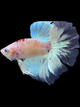 Load image into Gallery viewer, Male Rosetail - Tancho #1787 - Live Betta Fish
