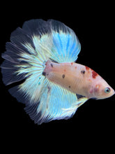 Load image into Gallery viewer, Male Rosetail - Tancho #1787 - Live Betta Fish

