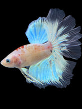 Load image into Gallery viewer, Male Rosetail - Tancho #1787 - Live Betta Fish
