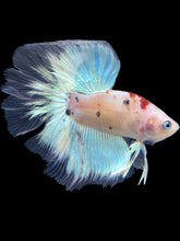 Load image into Gallery viewer, Male Rosetail - Tancho #1787 - Live Betta Fish
