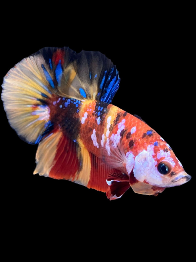 Male Halfmoon Plakat - Multicolor #1788 - Live Betta Fish