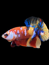 Load image into Gallery viewer, Male Halfmoon Plakat - Multicolor #1788 - Live Betta Fish
