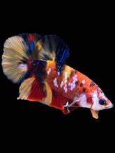 Load image into Gallery viewer, Male Halfmoon Plakat - Multicolor #1788 - Live Betta Fish
