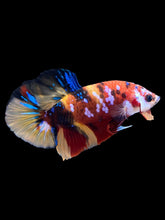 Load image into Gallery viewer, Male Halfmoon Plakat - Multicolor #1788 - Live Betta Fish

