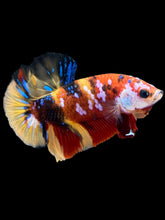 Load image into Gallery viewer, Male Halfmoon Plakat - Multicolor #1788 - Live Betta Fish
