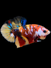 Load image into Gallery viewer, Male Halfmoon Plakat - Multicolor #1788 - Live Betta Fish
