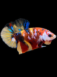Male Halfmoon Plakat - Multicolor #1788 - Live Betta Fish