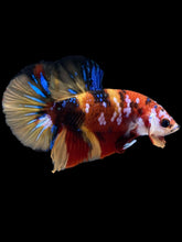 Load image into Gallery viewer, Male Halfmoon Plakat - Multicolor #1788 - Live Betta Fish
