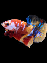 Load image into Gallery viewer, Male Halfmoon Plakat - Multicolor #1788 - Live Betta Fish
