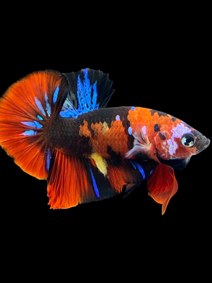 Male Halfmoon Plakat - Galaxy #1789 - Live Betta Fish