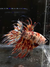 Load image into Gallery viewer, Male Crowntail - Fire Candy #178 - Live Betta Fish
