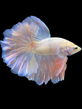 Load image into Gallery viewer, Male Rosetail - Pastel Pink #1791 - Live Betta Fish
