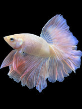 Load image into Gallery viewer, Male Rosetail - Pastel Pink #1791 - Live Betta Fish
