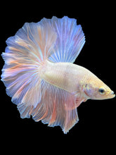 Load image into Gallery viewer, Male Rosetail - Pastel Pink #1791 - Live Betta Fish
