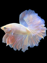 Load image into Gallery viewer, Male Rosetail - Pastel Pink #1791 - Live Betta Fish
