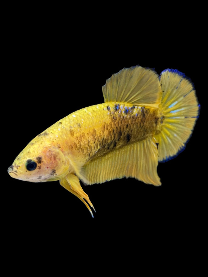 Female Halfmoon Plakat - Fancy Yellow #1793 - Live Betta Fish