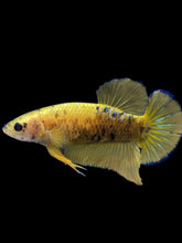 Load image into Gallery viewer, Female Halfmoon Plakat - Fancy Yellow #1793 - Live Betta Fish
