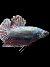Load image into Gallery viewer, GIANT Male Halfmoon Plakat - Copper #1794 - Live Betta Fish
