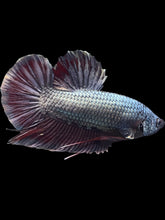 Load image into Gallery viewer, GIANT Male Halfmoon Plakat - Copper #1794 - Live Betta Fish
