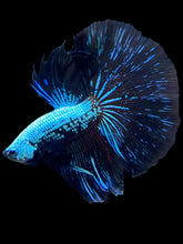 Load image into Gallery viewer, Male Halfmoon - Blue Samurai #1795 - Live Betta Fish
