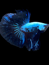 Load image into Gallery viewer, Male Halfmoon - Blue Samurai #1795 - Live Betta Fish
