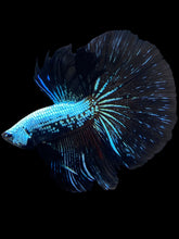 Load image into Gallery viewer, Male Halfmoon - Blue Samurai #1795 - Live Betta Fish
