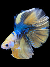 Load image into Gallery viewer, Male Halfmoon - Yellow Galaxy #1797 - Live Betta Fish

