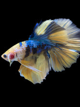 Load image into Gallery viewer, Male Halfmoon - Yellow Galaxy #1797 - Live Betta Fish

