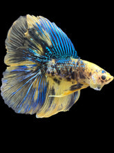 Load image into Gallery viewer, Male Fullmoon - Yellow Galaxy #1798 - Live Betta Fish
