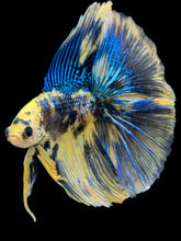 Load image into Gallery viewer, Male Fullmoon - Yellow Galaxy #1798 - Live Betta Fish
