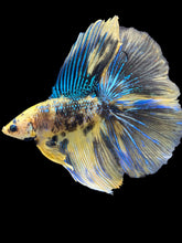 Load image into Gallery viewer, Male Fullmoon - Yellow Galaxy #1798 - Live Betta Fish
