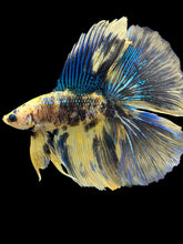 Load image into Gallery viewer, Male Fullmoon - Yellow Galaxy #1798 - Live Betta Fish
