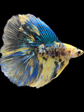 Load image into Gallery viewer, Male Fullmoon - Yellow Galaxy #1798 - Live Betta Fish
