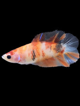 Load image into Gallery viewer, Female Double Tail - Galaxy #179 - Live Betta Fish
