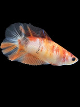 Load image into Gallery viewer, Female Double Tail - Galaxy #179 - Live Betta Fish

