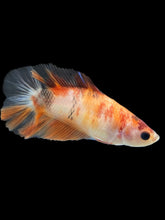 Load image into Gallery viewer, Female Double Tail - Galaxy #179 - Live Betta Fish
