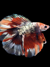 Load image into Gallery viewer, Male Fullmoon - Fancy Copper #1802 - Live Betta Fish
