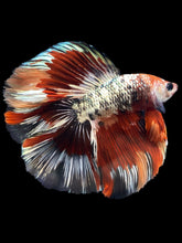 Load image into Gallery viewer, Male Fullmoon - Fancy Copper #1802 - Live Betta Fish
