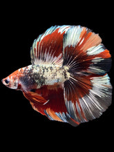 Load image into Gallery viewer, Male Fullmoon - Fancy Copper #1802 - Live Betta Fish
