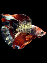 Load image into Gallery viewer, Male Fullmoon - Fancy Copper #1802 - Live Betta Fish
